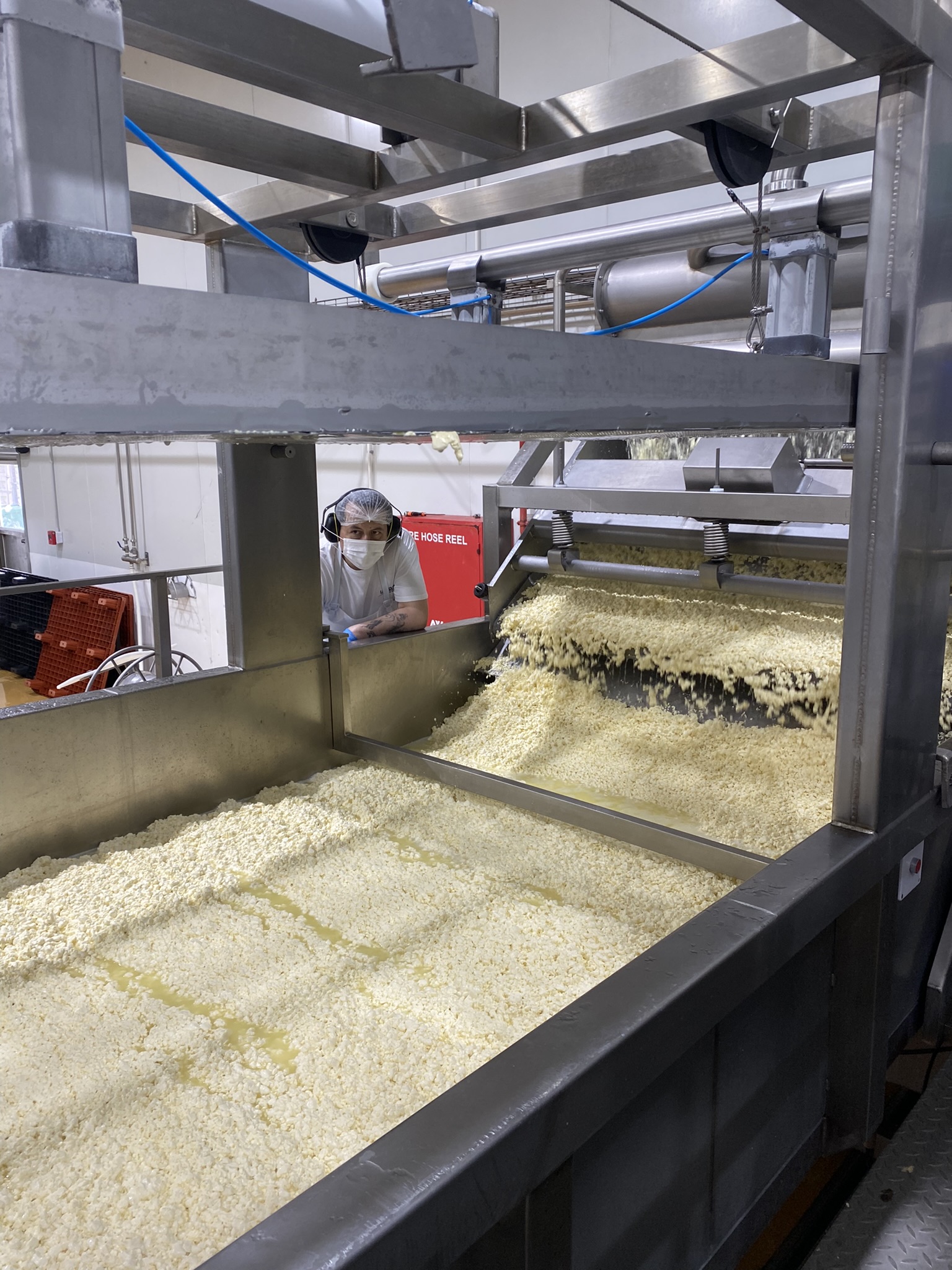 Cuajada en una tina de acero inoxidable durante la elaboración del queso